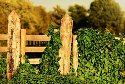 Płoty ogrodowe sztachetowe i panelowe – jakie różnice?